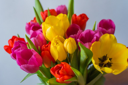 Bouquet of different tulips isolated on white background with clipping path.の写真素材