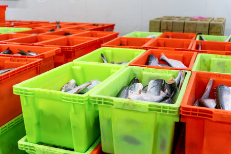 Fresh fish slices in plastic crates at a food processing factory or fish market, Organized plastic...