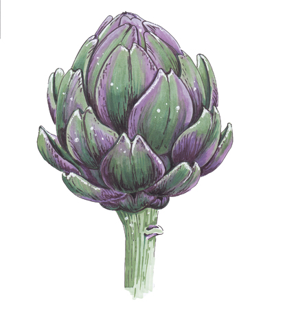 Artichoke on a white background. Sketch.の写真素材
