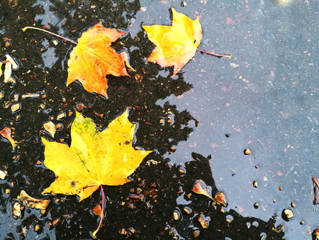 Autumn yellow maple leaves floating in a puddle.の写真素材