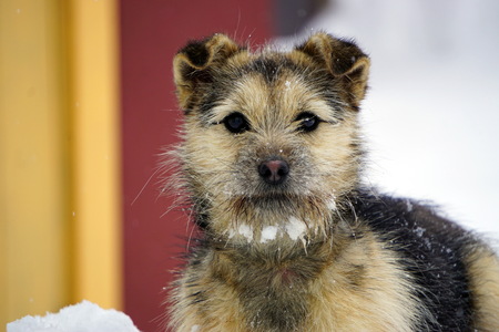 A cheerful puppy with a muzzle in the snowの写真素材