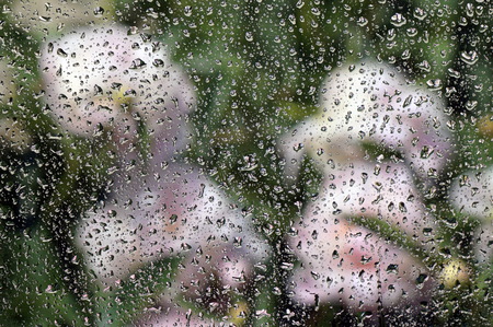 Raindrops on the glass and white peonies are blurred in the background. The concept of the summer rainy weather. Abstract background.の写真素材