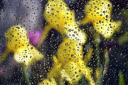 Raindrops on the glass and yellow flowers are blurred in the background. The concept of the summer rainy weather. Abstract background.の写真素材