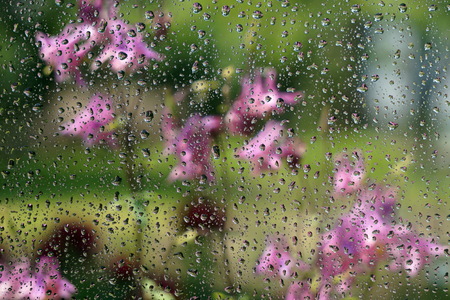 Raindrops on the glass and purple flowers are blurred in the background. The concept of the summer rainy weather. Abstract background.の写真素材
