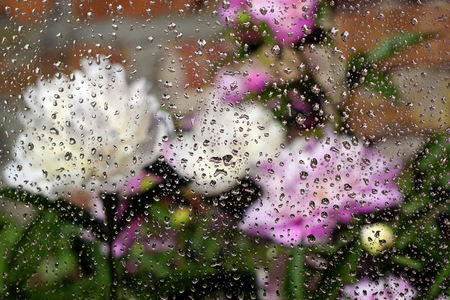 Raindrops on the glass and white peonies are blurred in the background. The concept of the summer rainy weather. Abstract background.の写真素材