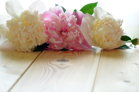 White and pink peonies on a wooden table. Mother's day greeting card.の写真素材