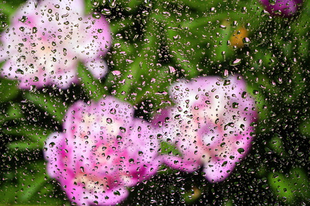 Raindrops on the glass and white peonies are blurred in the background. The concept of the summer rainy weather. Abstract background.の写真素材