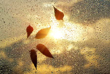 Autumn leaves on the window with raindrops during sunset. Weather forecast.の写真素材