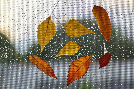 Autumn leaves on the window with raindrops and mosquito net. Autumn wet weather design.の写真素材