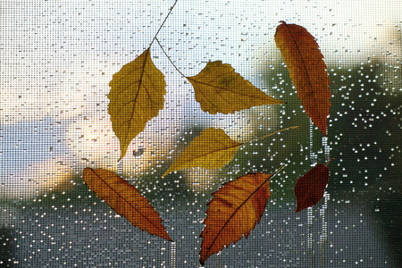 Autumn leaves on the window with raindrops and mosquito net. Autumn wet weather design.の写真素材