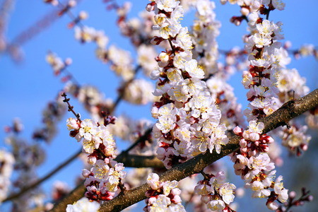 White apricot flowers on a branch, against the blue sky. Spring awakening of nature.の写真素材