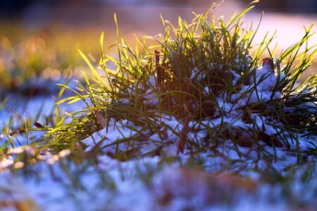 The first spring grass breaks through the snow. Awakening after winter.の写真素材
