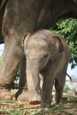 Asian baby elephant and mother.Elephant is an wildlife animal but they are very cute. The tourist come to Thailand for travelling and need to see elephant family.Elephant is the symbol of Thailandの写真素材