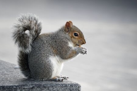 Standing squirrel eating nuts on the public streetの写真素材