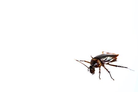 Cockroach on white background isolated and space for writing text.