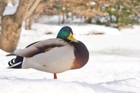 Bird mallard duck on snow ground in winterの写真素材