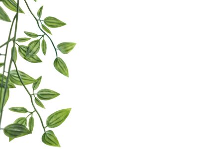Green leaves isolated on white background.space for word.の写真素材