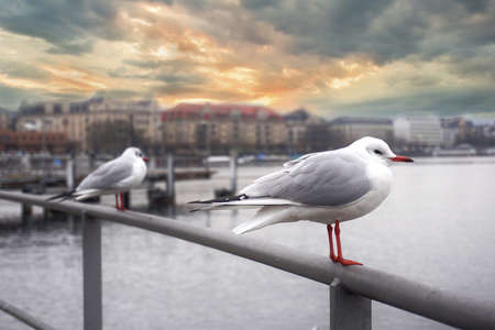 Selective focus of couple seagulls standing on the bridge infront of the old building and lake with sunset sky on background.の写真素材