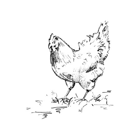 Hand drawn vector illustration - a chicken isolated on white. Black and white linear sketch.のイラスト素材
