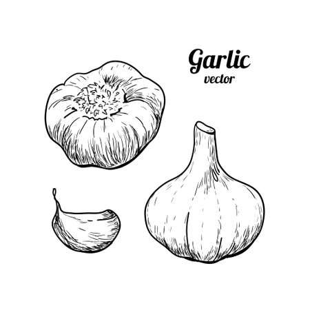 Hand drawn vector illustration - garlic isolated on white. Black and white linear sketch. Detailed vegetarian food drawing. Great for menu, label, iconのイラスト素材