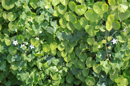 Green leaves