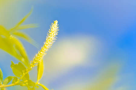 The very Beautiful Floral Background for designの写真素材