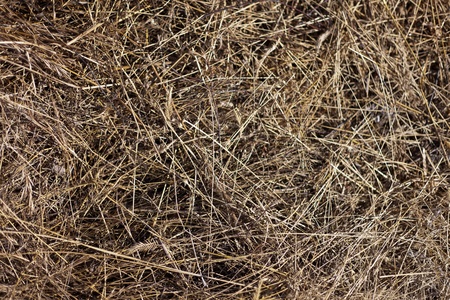 dry yellow hay backgroundの写真素材