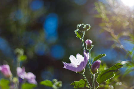 the beautiful flowers in the blue sky