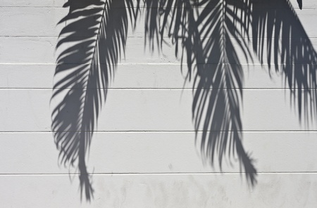 White cement wall with a shade from palm treesの写真素材