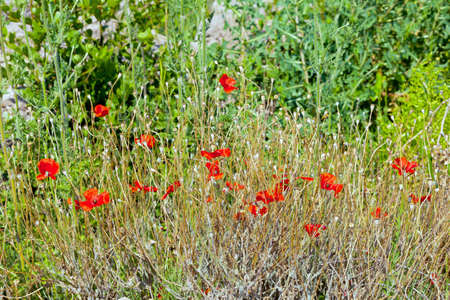 The Wild poppies growing in a spring fieldの写真素材
