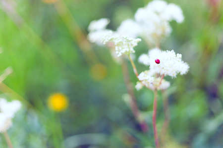 Big  insect  ladybug  on a flower 
