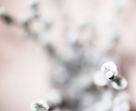 Abstract beautiful gentle spring flower background.  Closeup with soft focus. Shallow focusの写真素材