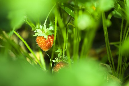 Ripe strawberry on a bush in the summer garden on a sunny dayの写真素材