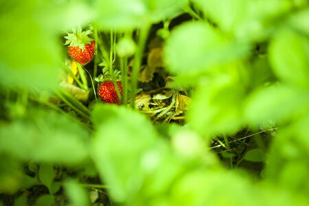 Ripe strawberry on a bush in the summer garden on a sunny dayの写真素材