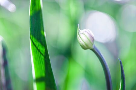 The Beautiful spring flowers background. Nature bokehの写真素材