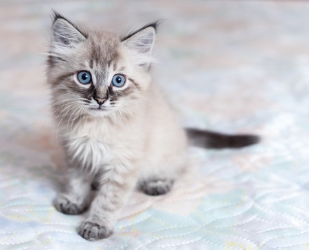 A Neva-Masquerade kitten sitting on the bedの写真素材