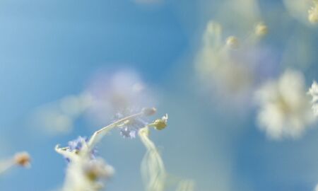 Beautiful flowers. Abstract blurred blue nature backgroundのイラスト素材