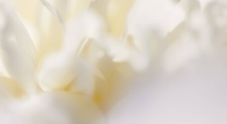 Close up of white flower petal, teal, soft dreamy imageの写真素材