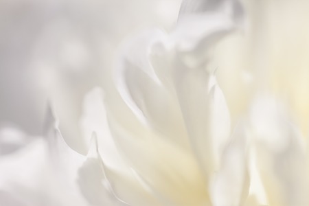 Close up of white flower petal, teal, soft dreamy imageの写真素材