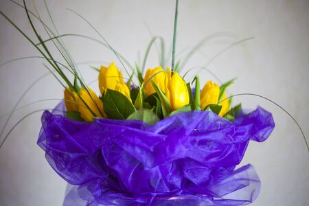 Abstract beautiful gentle spring flower background. Tulip flower