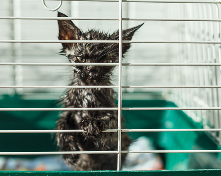 Homeless kitten in a cage in an animal shelterの写真素材
