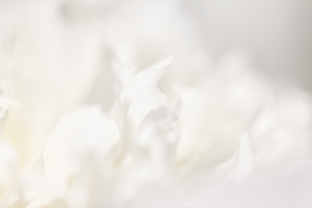 white background from flowersの写真素材