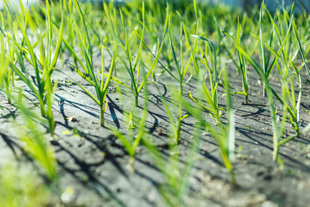 plant of onion in rows at farm fieldの写真素材