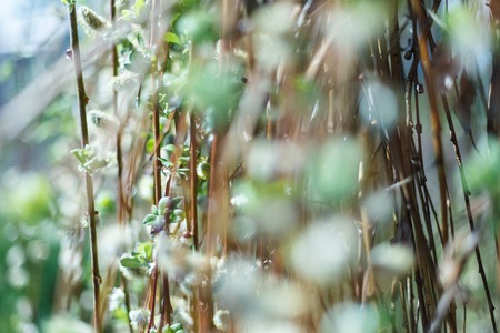 Soft spring background with pussy willow catkins, selective focus, for decorationの写真素材