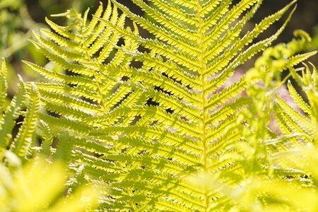 Yellow grass in the sun. Colorful natural background abstractの写真素材