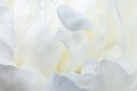 white background from flowersの写真素材