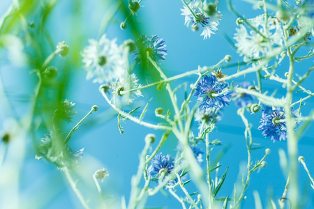 colorful flowers in soft color and blur style for backgroundの写真素材