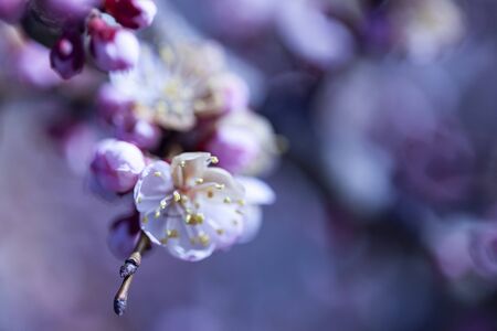 Beautiful floral spring abstract background of nature. Branches of blossoming apricot macro with soft focus on gentle light blue sky background. For easter and spring greeting cards with copy spaceの写真素材