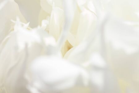 colorful flowers in soft color and blur style for backgroundの写真素材