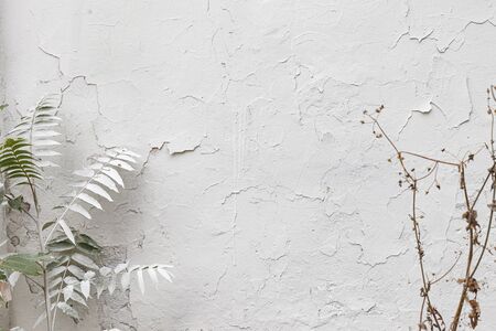 A Plant on a White Wall Creates a Beautiful Backgroundの写真素材